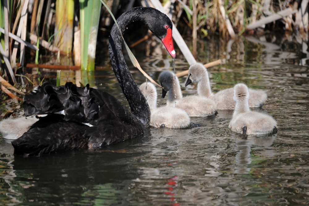Black Swan Baby