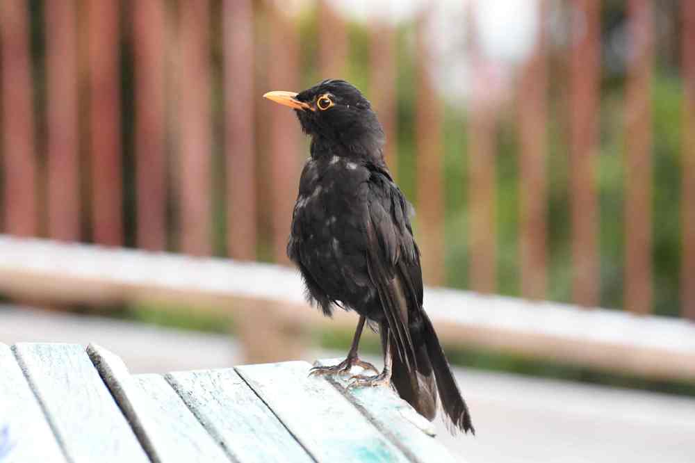 Blackbird NZ South Island 2018Jan AL