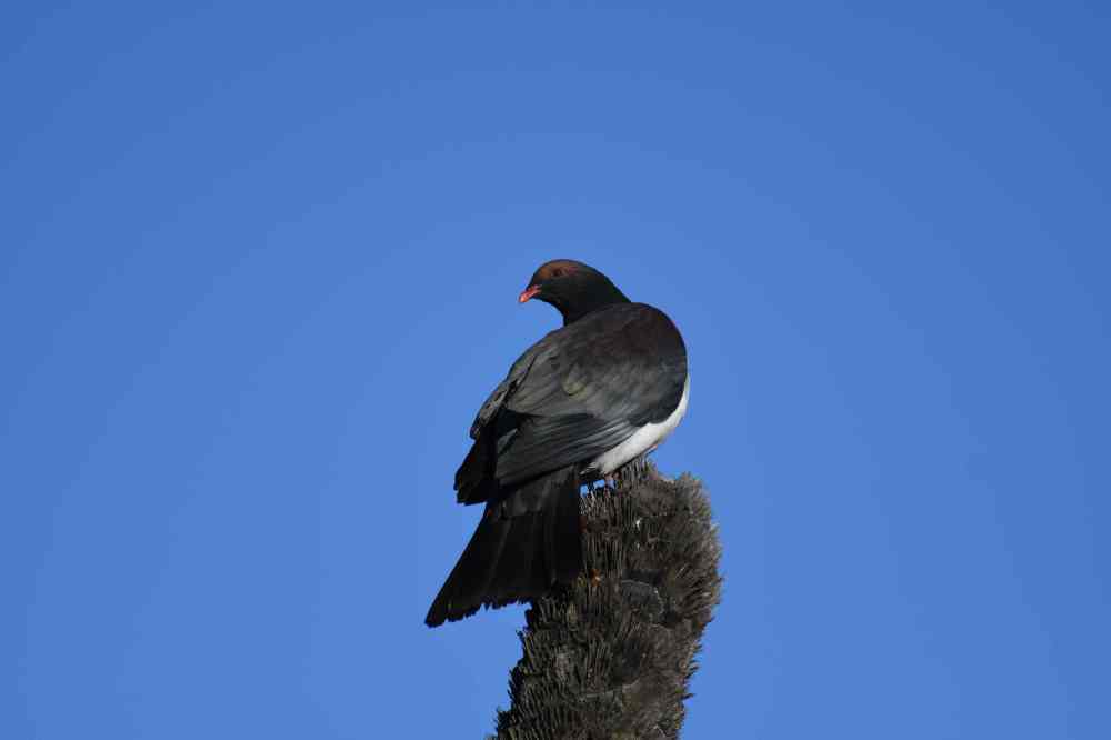 NZ Pigeon NZ South Island 2018Jan AL