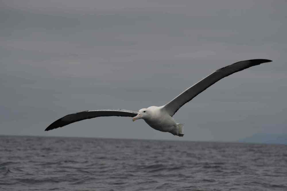 Southern Royal Albatross NZ South Island 2018Jan AL